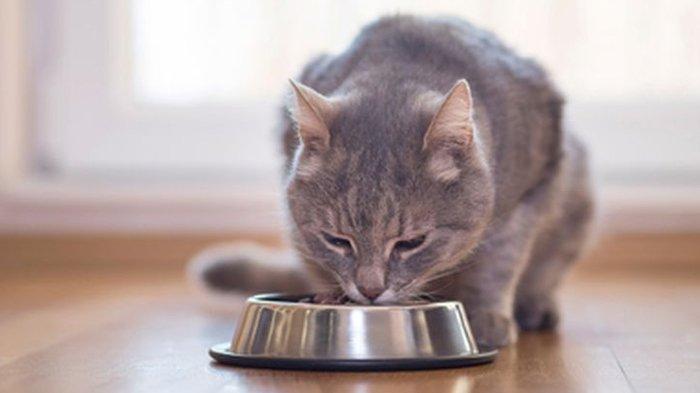 Makan terlalu banyak dapat menyebabkan kucing muntah 