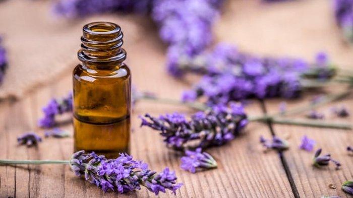 Ilustrasi minyak lavender.