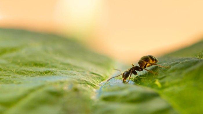 Ilustrasi semut di tanaman.