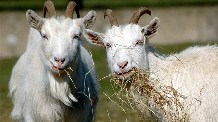 Ilustrasi. Rumah warga di Trenggalek, Jawa Timur dilempari kotoran kambing oleh orang tak dikenal