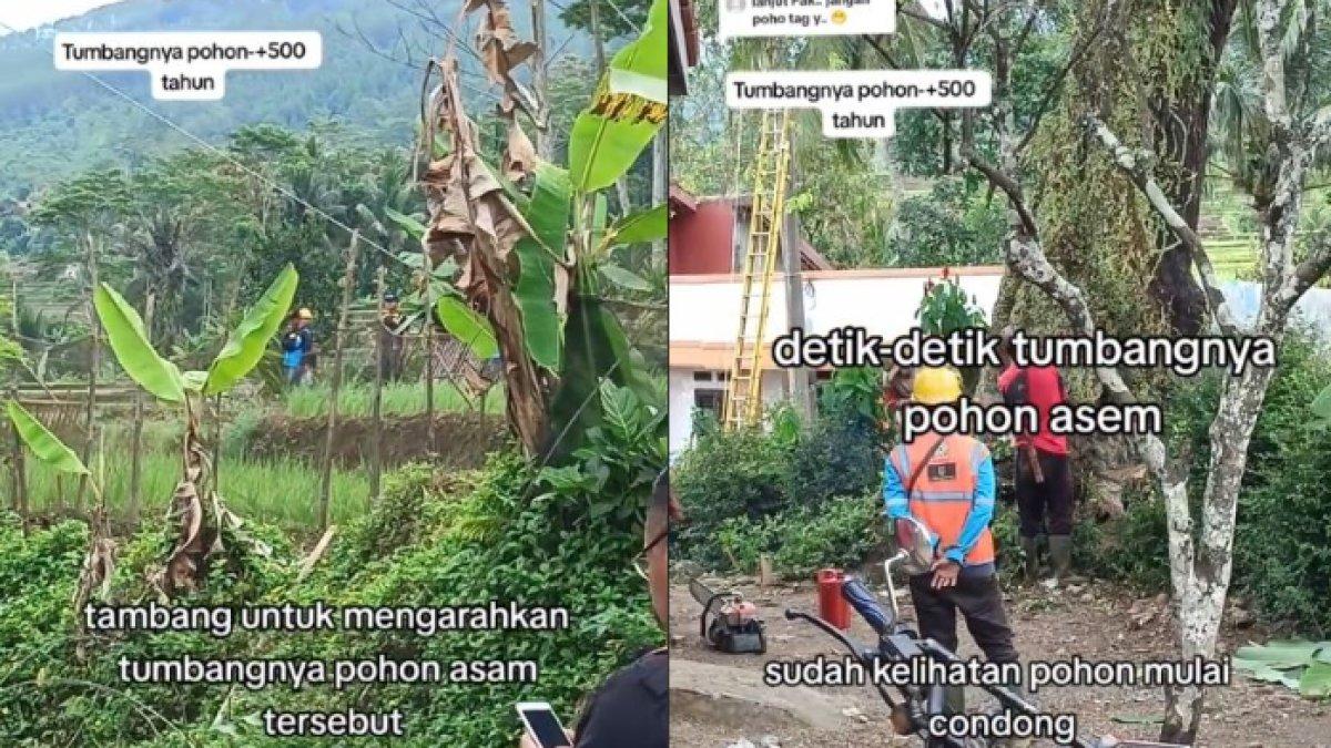 keberadaan pohon besar itu mengancam warga sekitar yang akan melakukan aktivitas