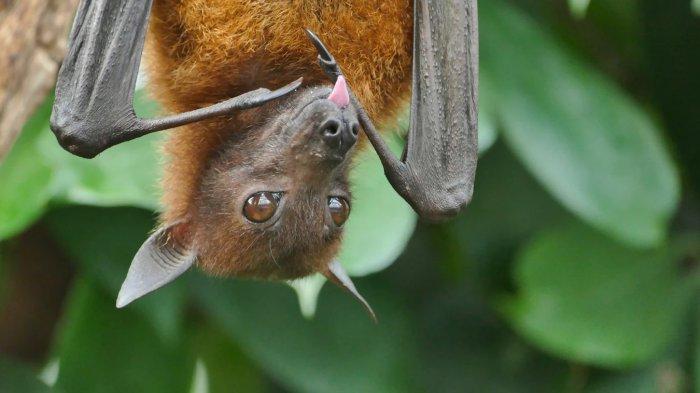 Pengertian Virus Nipah