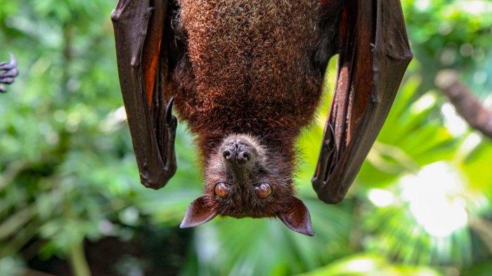 Tanda-tanda terjangkit Virus Nipah