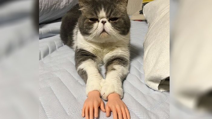 Kucing dengan Tangan Palsu Manusia Ini Mendadak Viral, Lucu atau Seram ...