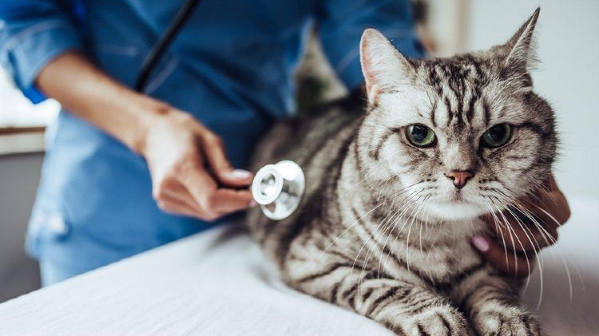 kucing dibawa kedokter cara mengatasi