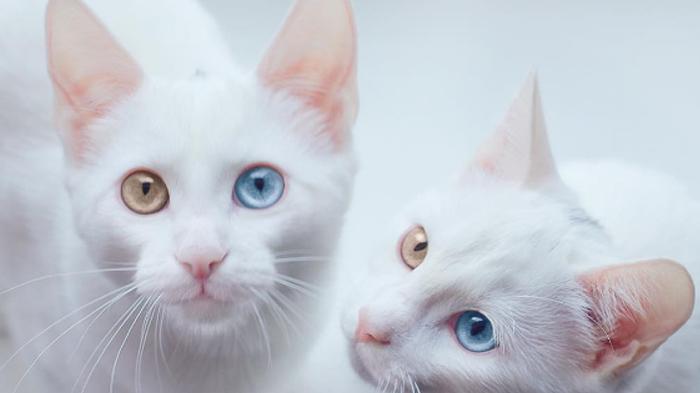 Kucing Heterochromatic