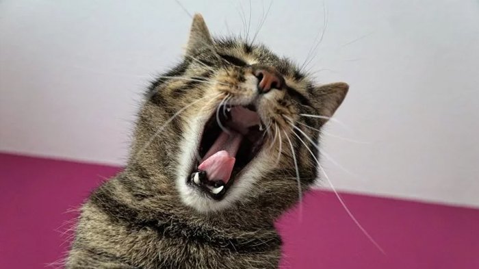 Kucing yang suka berdiri tegak dengan ekornya yang lurus dianggap sebagai isyarat bahwa pemiliknya akan kaya raya.