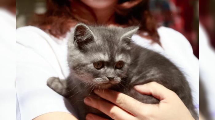 Kucing