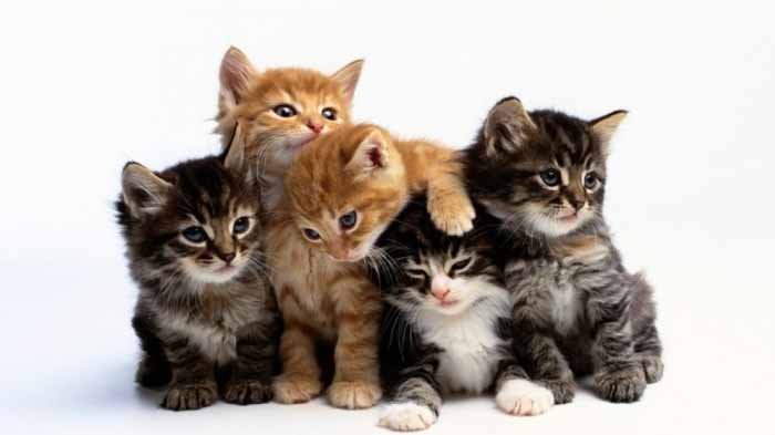 Satu hal yang perlu kamu perhatikan adalah dengan memastikan bahwa tempat penitipan tersebut memiliki area yang terpisah antara kucing dan juga anjing.