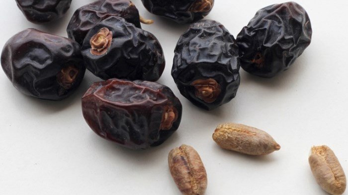 MANFAAT KURMA - Kurma juga baik untuk sistem pencernaan karena mengandung berbagai vitamin dan mineral, protein, lemak sehat, fosfor, serta air.