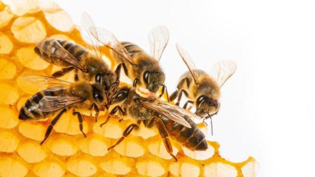 lem lebah untuk mengobati herpes