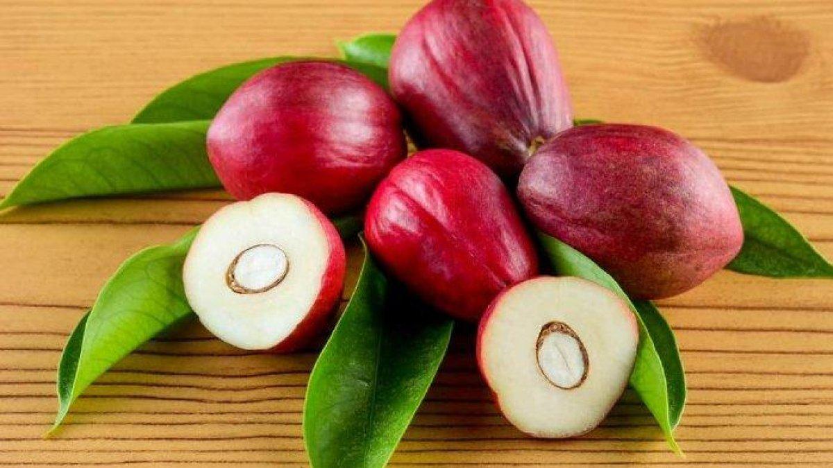 mahkota dewa untuk mengobati kista