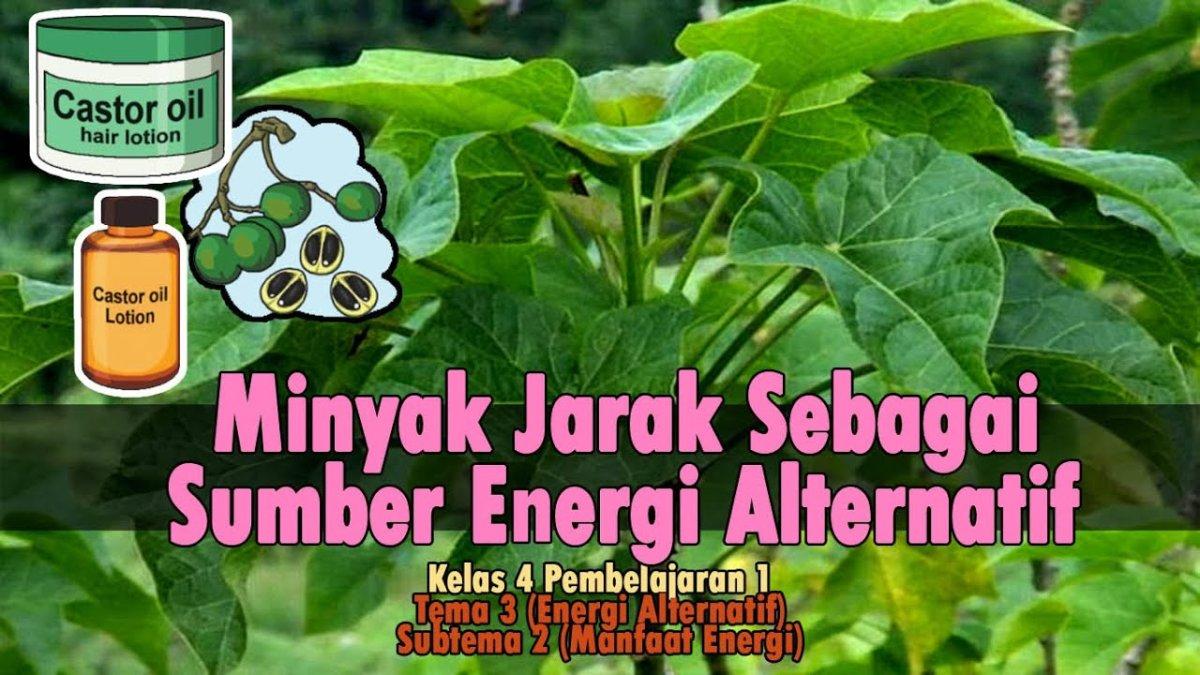 beberapa manfaat mengenai minyak jarak