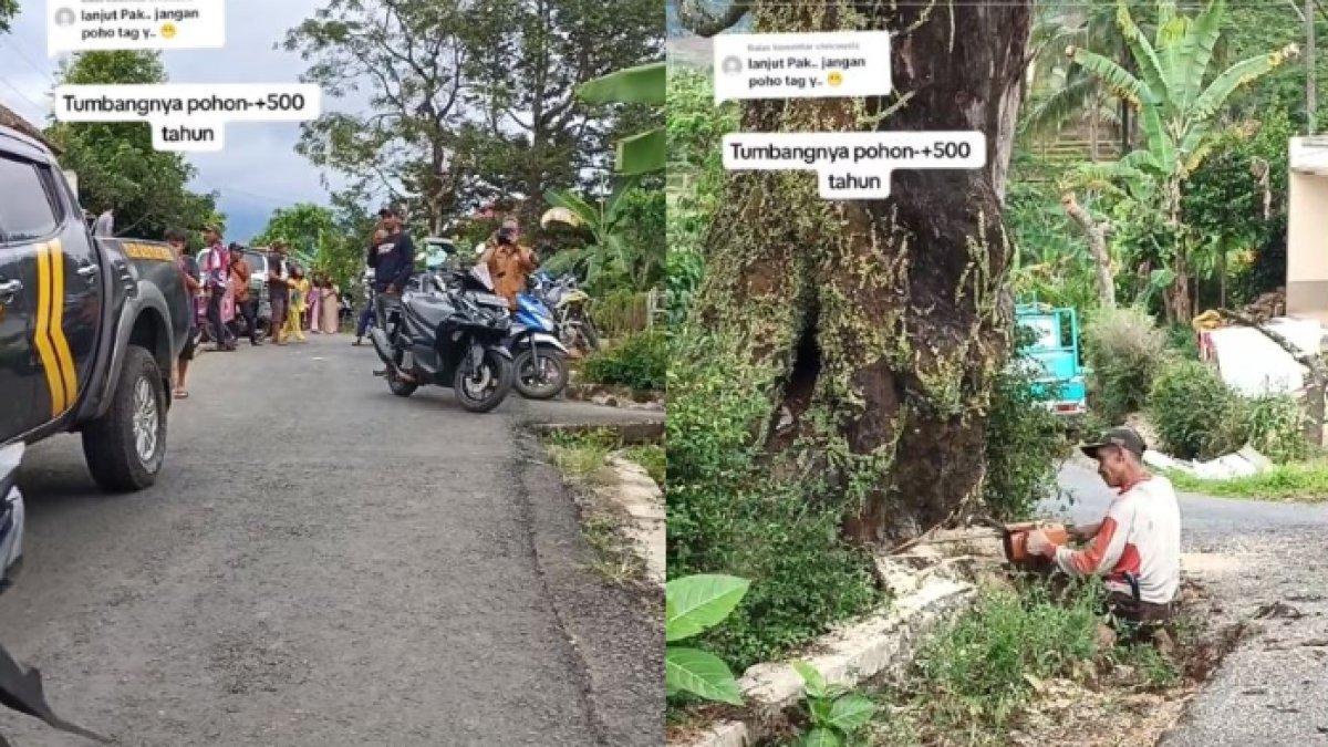 Momen detik-detik sebelum pohon ditebang menjadi perhatian dari para warga.