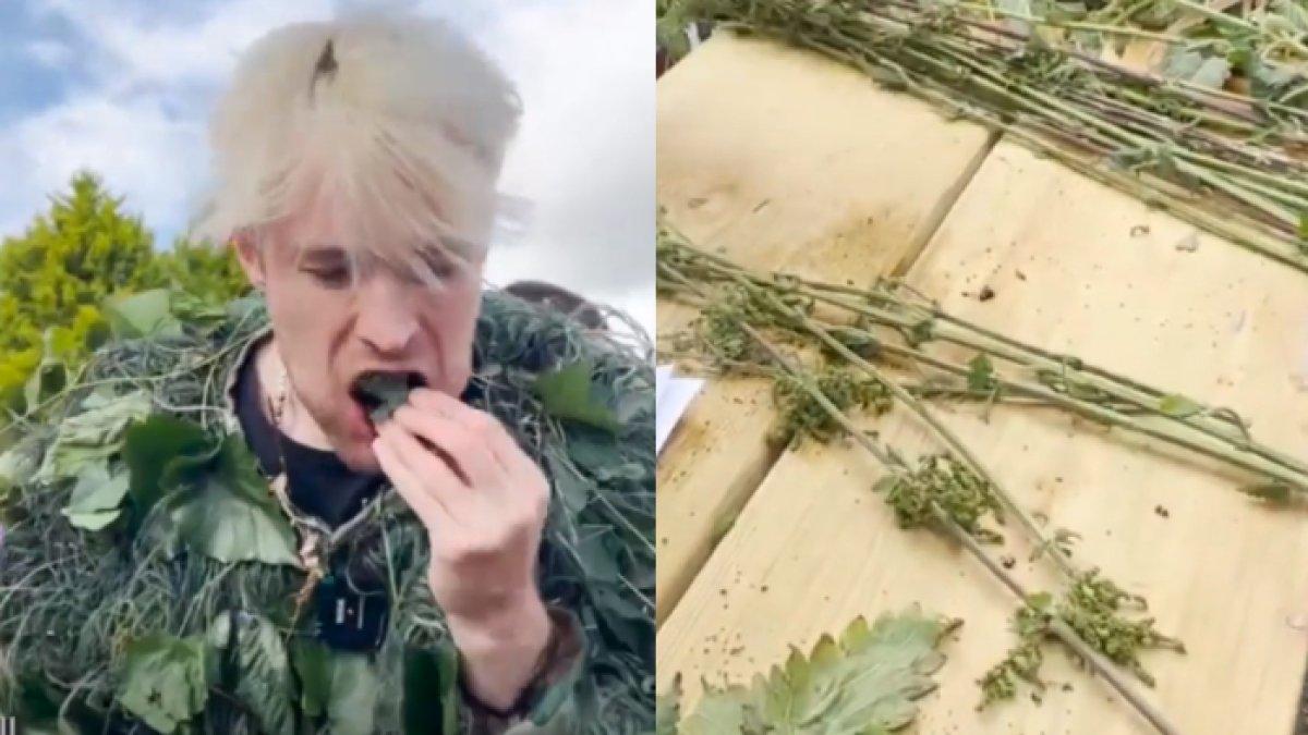 'Jelatang' untuk mengobati penyakit gagal ginjal