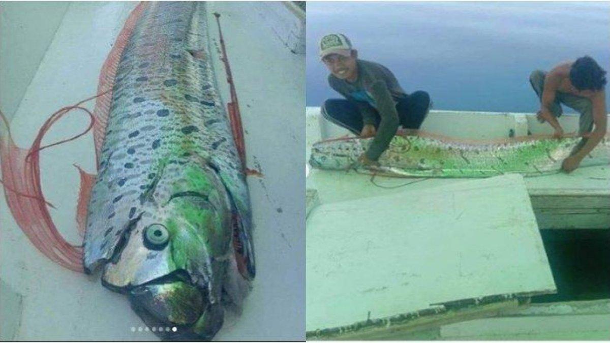 Penjelasan BMKG terkiat kemunculan ikan oarfish