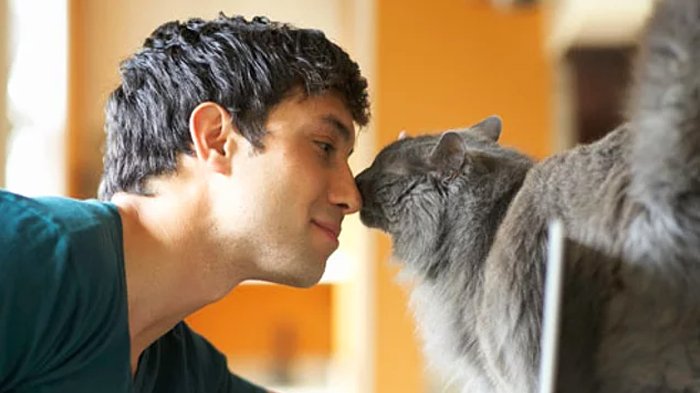 kucing yang sering mengikuti pemiliknya kemanapun perginya, dianggap pemiliknya akan mendapatkan kekayaan dengan menemukan jalannya sendiri.