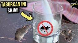 bunuh tikus dengan racun