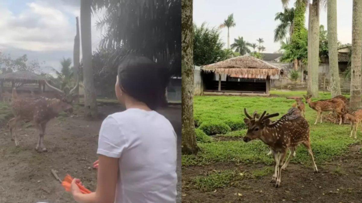 Raline Shah berpose dengan sejumlah rusa dan memberikan makan hewan tersebut