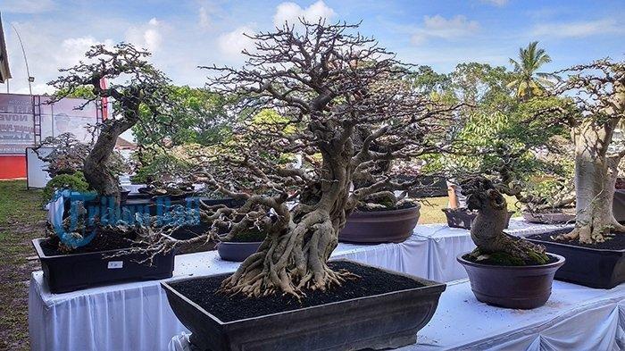 Ratusan pohon bonsai mengikuti kontes bonsai nasinonal yang diselenggarakan Perkumpulan Penggemar Bonsai Indonesia (PPBI) Cabang Tabanan di Lapangan Alit Saputra, Tabanan, Selasa (13/11/2018).