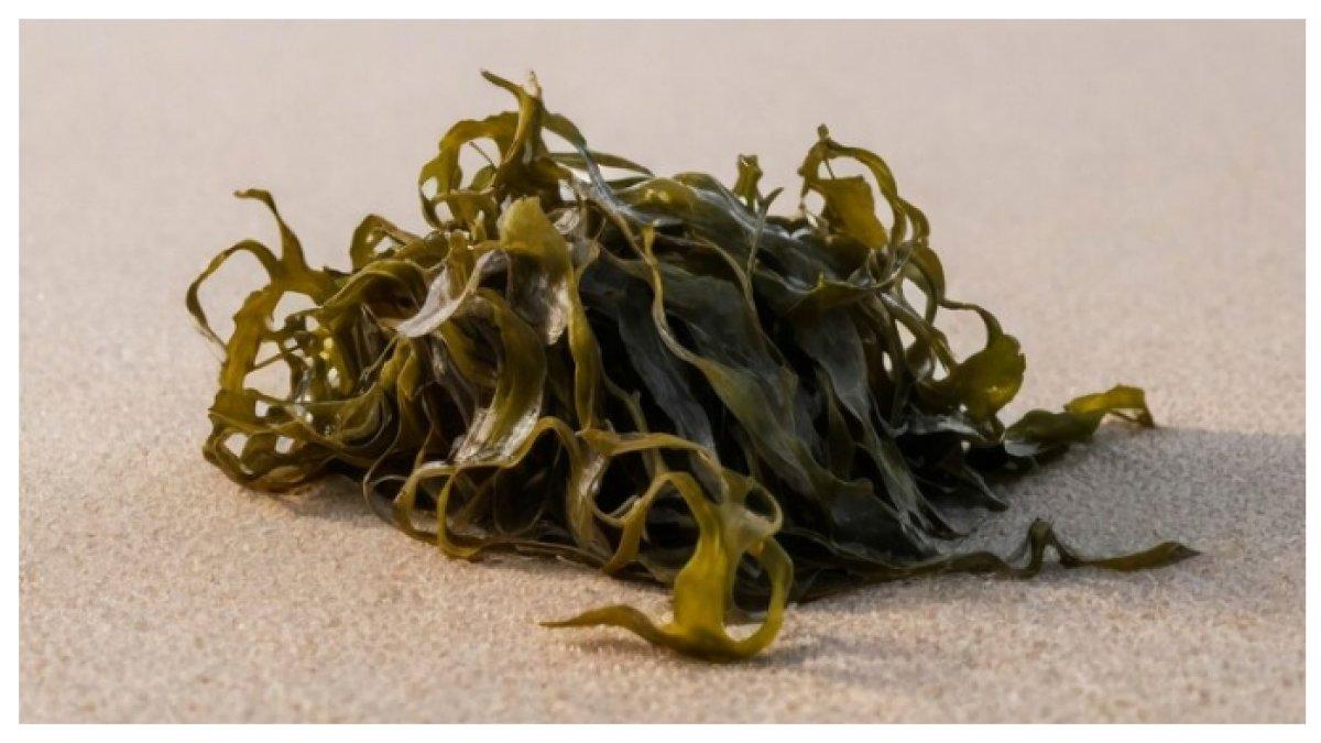 RUMPUT LAUT - rumput laut adalah sumber asam lemak omega-3 yang sangat baik. Sementara sumber makanan nabati dapat menawarkan omega-3s.