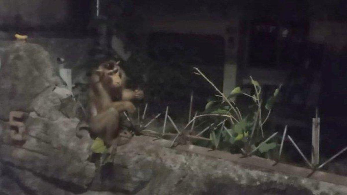 Seekor beruk peliharaan lepas di Jalan Lontar Dalam, RT 03 RW 04 Kelurahan Tugu Utara, Koja, Jakarta Utara, Senin (3/7/2023) malam. Hewan tersebut menyerang dengna menggigit dua warga.