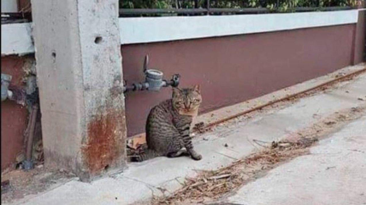 Seekor kucing meninggalkan pemiliknya selama 3 hari.