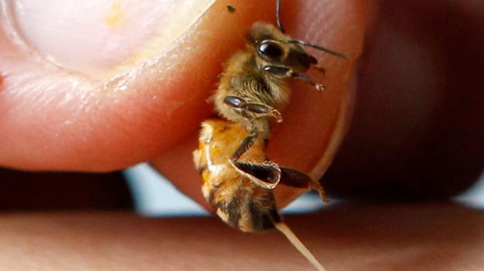 Dalam perjalanannya, pria China itu melalui berbagai rintangan, termasuk disengat lebah