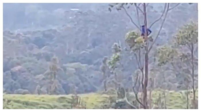 Ilustrasi panjat pohon.