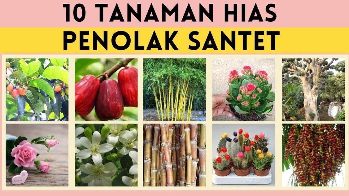 tanaman penangkal santet