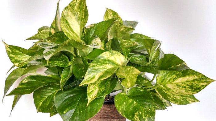 Tanaman photos cocok untuk Zodiak Aquarius