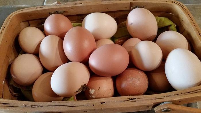 Telur dikenal sebagai makanan murah yang tinggi protein.