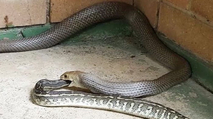 Ular tersebut merayap ke tubuh bocah 8 tahun saat sedang terlelap tidur