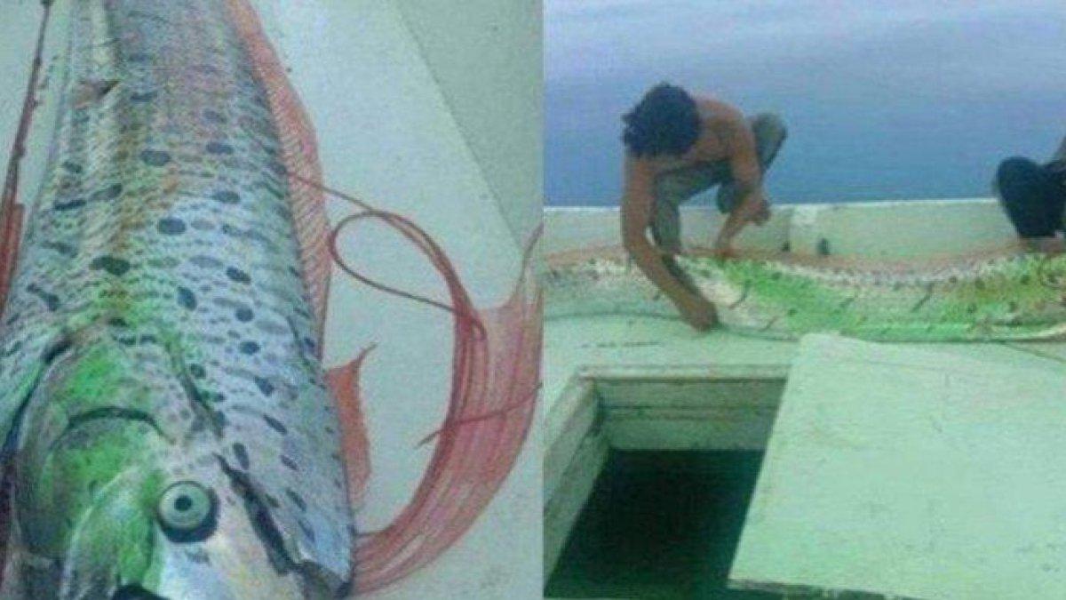 Viral kemunculan ikan oarfish di Kepulauan Selayar