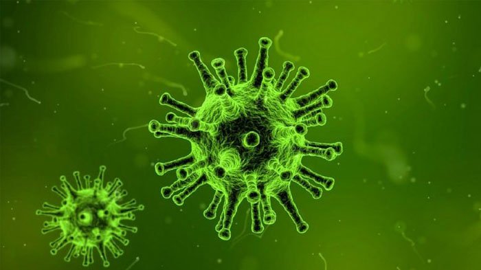 Ilustrasi penyebaran virus Nipah