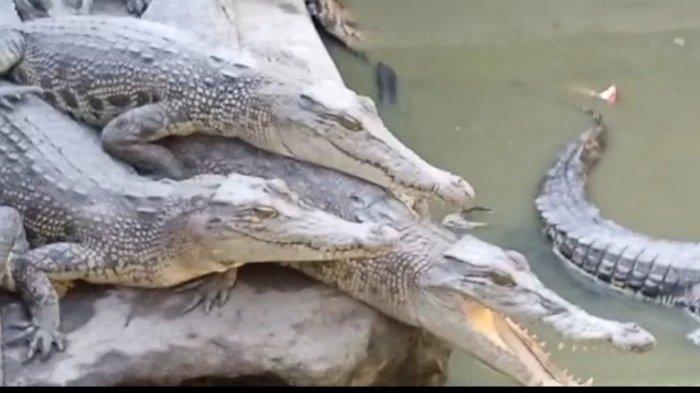 Buaya-buaya yang berada di penangkaran Desa Babana Kecamatan Budong-Budong, Mamuju Tengah. Puluhan buaya ini ada hasil evakuasi dari berbagai wilayah di Mamuju Tengah, Kamis (22/12/2022).