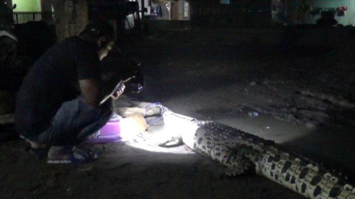 Buaya ukuran 3 meter yang masuki tambak nelayan di Mamuju Tengah