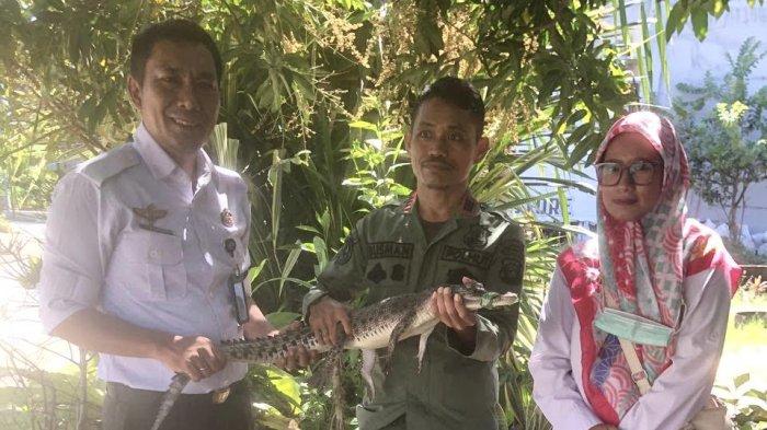 Proses evakuasi anak buaya oleh Balai Konservasi Sumber Daya Alam Mamuju di Rutan Mamuju, Jl Pengayoman Mamuju, Sulbar. Rabu (14/8/2024)