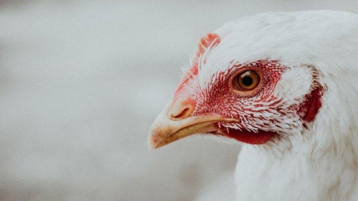 Ilustrasi Ayam.