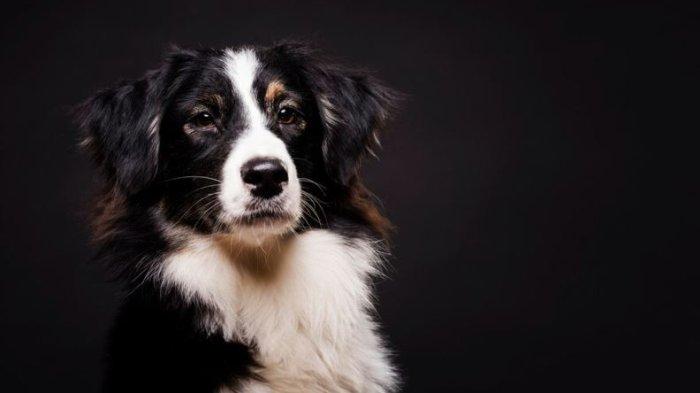 Ilustrasi anjing.