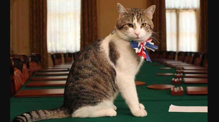 Larry the Cat, Chief Mouser di Kantor Perdana Menteri Inggris.
