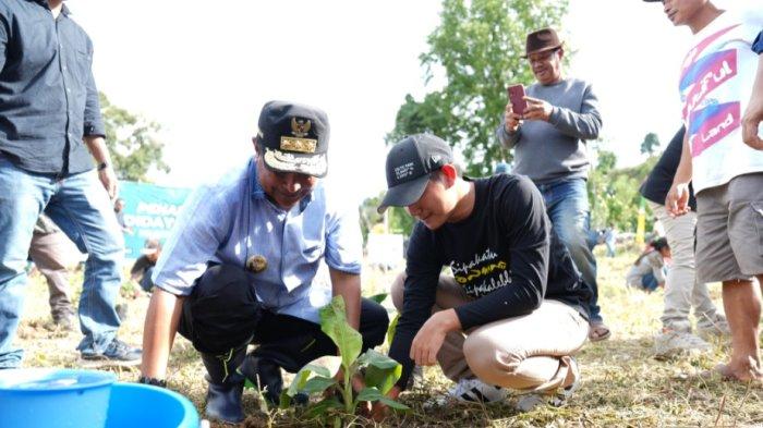 Penanaman pisang cavendish perdana di Kecamatan Bonehau, Kabupaten Mamuju, oleh Pj Gubernur Sulbar Bahtiar Baharuddin, Sabtu 8 Juni 2024.