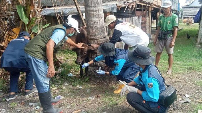 Ratusan peserta ikut POX II di Polman, uji ketangguhan 40 km melalui pegunungan