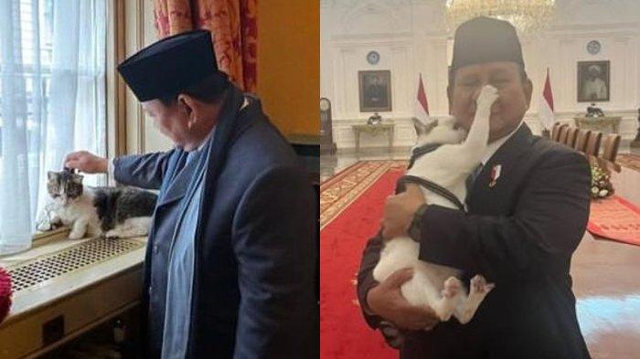 Kolase Presiden RI Prabowo Subianto mengelus Larry the Cat, kucing yang 'dipekerjakan' di kantor Perdana Menteri Inggris, dan potret Prabowo bersama kucingnya, Bobby Kartanegara.