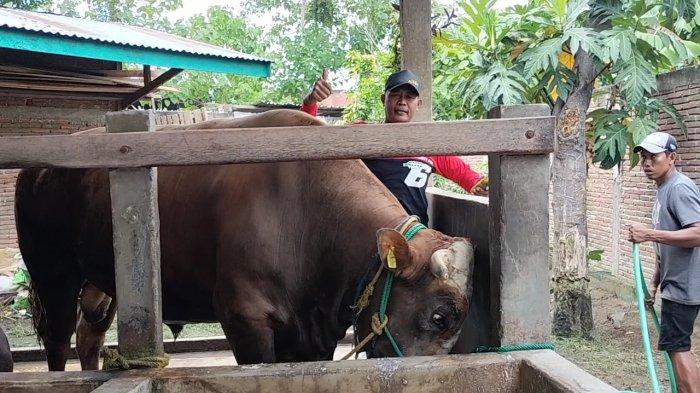 sapi-kurban-jokowi-bobot-1-2-ton-dari-polman-harga-rp-107-juta-akan
