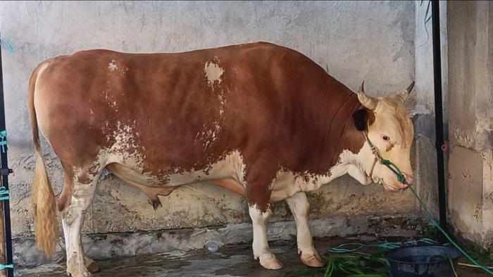 Sapi Presiden - Sapi kurban Presiden Prabowo yang diberikan kepada Pemprov Sulbar di Masjid Al-Qubah Mamuju, Kamis (5/6/2025). Lokasi penyembelihan ini dipilih atas permintaan langsung Gubernur Sulbar, Suhardi Duka (SDK).