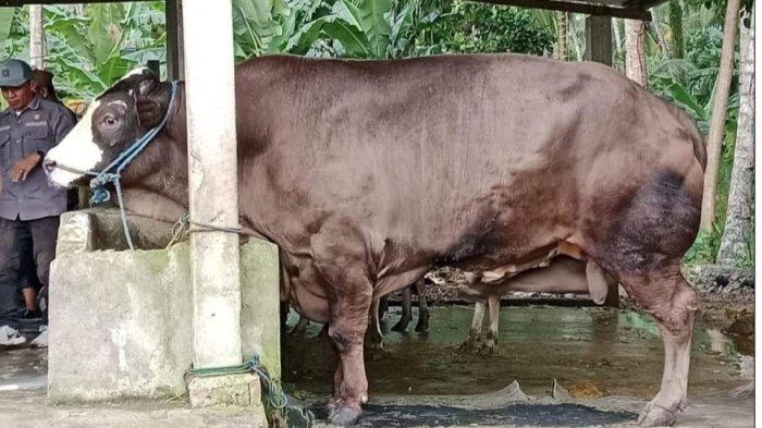 SAPI KURBAN PRABOWO - Empat ekor sapi milik peternak di Kecamatan Wonomulyo, Kabupaten Polman, Sulbar terpilih jadi hewan kurban Presiden Prabowo Subianto, Rabu (14/5/2025). Dari empat sapi terpilih, tiga milik peternak asal Desa Kebunsari, Kecamatan Wonomulyo. Dok Samio.