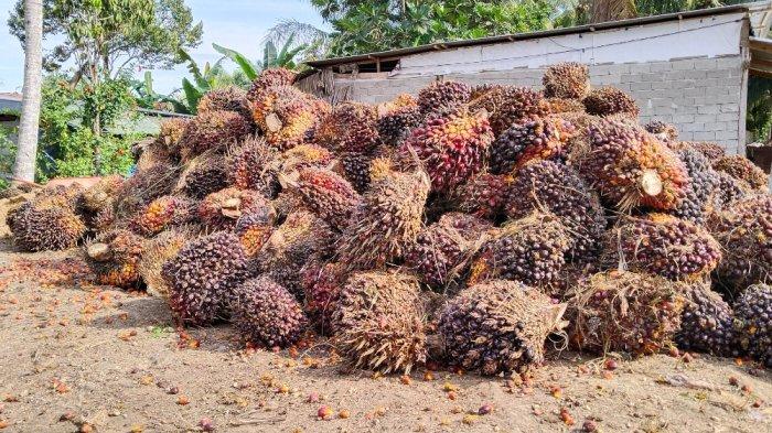 Tumpukan Tandan Buah Segar (TBS) kelapa sawit 