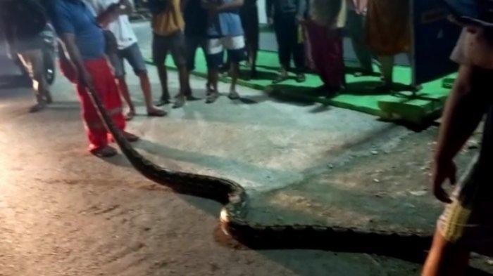 Ular piton sepanjang 1,5 meter diamankan setelah ditangkap di  Jl Andi Makassau, Kelurahan Karema, Kecamatan Mamuju, Sulawesi Barat (Sulbar), Jumat (30/9/2022) malam, tak jauh dari kantor Bupati Mamuju.