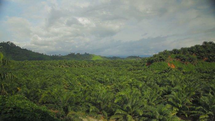 Kebun Sawit di Pasangkayu - Kebun sawit milik PT Pasangkayu yang berada di Kabupaten Pasangkayu, Sulawesi Barat. Menanggapi tuduhan pencemaran lingkungan yang diduga dilakukan perusahaan di Sulawesi Barat ini, Dinas Lingkungan Hidup (DLH) Kabupaten Pasangkayu menyatakan bahwa PT Pasangkayu sangat berkomitmen dalam menjaga kelestarian lingkungan, khususnya dalam pengelolaan limbah dan kebersihan sungai.